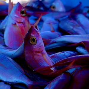 Poissons mauves sur un étal - France  - collection de photos clin d'oeil, catégorie animaux